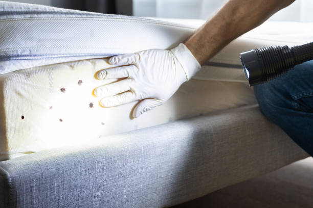 Best Best Pest Control Companies  in Luray, VA