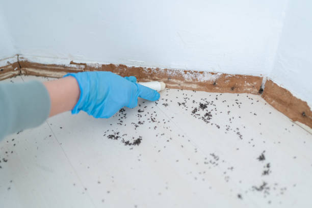 Best Emergency Pest Control  in Luray, VA